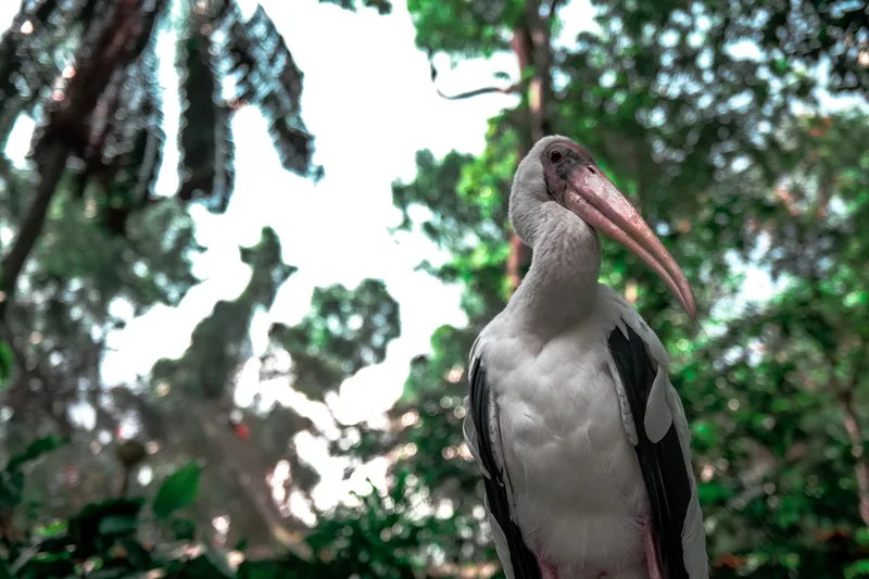 Bird in natural habitat